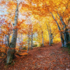  Öntapadós tapéta Forest27, 250 x 150 cm