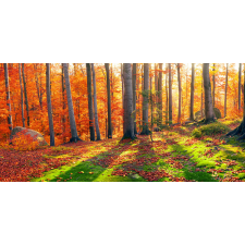  Öntapadós tapéta Forest napsugarakkal, 250 x 150 cm tapéta, díszléc és más dekoráció