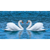  Öntapadós tapéta Hattyúk a tavon, 250 x 150 cm