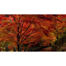  Öntapadós tapéta Japán kert, 300 x 200 cm tapéta, díszléc és más dekoráció