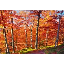  Öntapadós tapéta Késő ősz, 300 x 200 cm tapéta, díszléc és más dekoráció