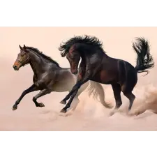  Öntapadós tapéta Két fekete ló, galopp, 250 x 150 cm tapéta, díszléc és más dekoráció