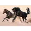  Öntapadós tapéta Két fekete ló, galopp, 350 x 250 cm