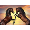  Öntapadós tapéta Két ló, mének, naplemente, 220 x 135 cm