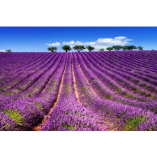  Öntapadós tapéta Lavender5, 350 x 250 cm tapéta, díszléc és más dekoráció