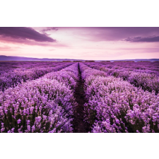  Öntapadós tapéta Lavender7, 250 x 200 cm tapéta, díszléc és más dekoráció