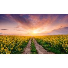  Öntapadós tapéta Natura123, 250 x 150 cm tapéta, díszléc és más dekoráció