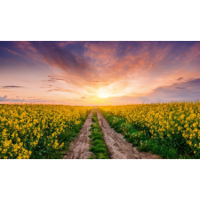  Öntapadós tapéta Natura123, 350 x 200 cm tapéta, díszléc és más dekoráció