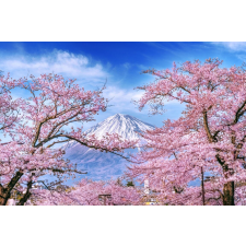  Öntapadós tapéta Natura162 Mount Fuji és cseresznyevirágok, 250 x 200 cm tapéta, díszléc és más dekoráció
