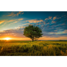  Öntapadós tapéta Natura179 Búzagyapjú fa, 250 x 200 cm tapéta, díszléc és más dekoráció