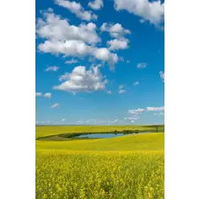  Öntapadós tapéta Natura35, 150 x 205 cm tapéta, díszléc és más dekoráció