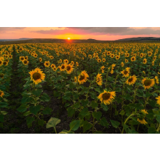  Öntapadós tapéta Natura41, 250 x 200 cm tapéta, díszléc és más dekoráció