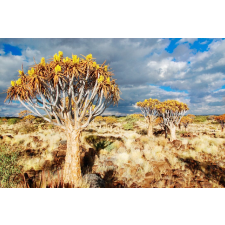  Öntapadós tapéta Natura70, 250 x 200 cm tapéta, díszléc és más dekoráció