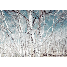  Öntapadós tapéta Nyírerdő, 350 x 250 cm tapéta, díszléc és más dekoráció