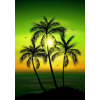  Öntapadós tapéta Pálmafák2, 150 x 205 cm
