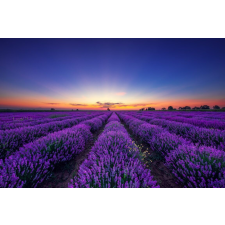  Öntapadós tapéta Végtelen levendulamező, napkelte, 350 x 250 cm tapéta, díszléc és más dekoráció