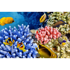  Öntapadós tapéta Víz alatti világ 3, 250 x 150 cm tapéta, díszléc és más dekoráció