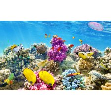  Öntapadós tapéta Víz alatti világ 4, 300 x 200 cm tapéta, díszléc és más dekoráció