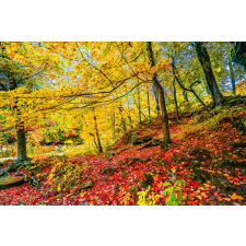  Öntapadós tapéta Vörös leveles szőnyeg, 250 x 200 cm tapéta, díszléc és más dekoráció