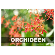  Orchidaceae - Orchideen (Wandkalender 2026 DIN A2 quer), CALVENDO Monatskalender naptár, kalendárium
