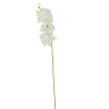 Orchidea szálas gumi krém M100cm 30db/#