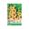 OXALIS SEED GLADIOLUS JESTER KARDVIRÁG SÁRGA PIROS KÖZÉP