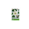 OXALIS SEED LILIUM NAVONA (ASIATIC WHITE) LILIOM 16-18CM