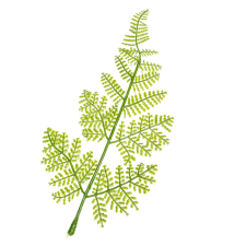  Páfrány levél gumi 23cm 48db/csom dekorációs kellék