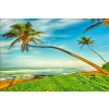  Pálmafák a tengerparton tapéta, 400 x 250 cm