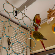  Papagáj mászó játék ketrecbe játék madaraknak