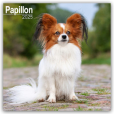 Papillon 2025 - 16-Monatskalender naptár, kalendárium