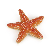  Papo: Tengeri csillag (8398) játékfigura