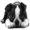  Párnahuzat Francia bulldog 17