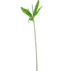 Peonia virágszár M50cm 12db/köteg