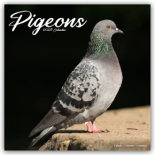 Pigeons - Tauben 2025 - 16-Monatskalender naptár, kalendárium