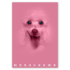 PIGNA Füzet Pigna Monocromo Pink A/4 tűzött 38 lapos kockás