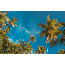  Plaja75 tapéta pálmafákkal és kék éggel, 350 x 250 cm tapéta, díszléc és más dekoráció