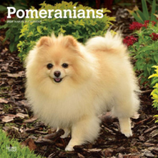  Pomeranians 2024 Square naptár, kalendárium