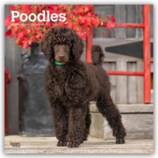  Poodles - Pudel 2026 - 16-Monatskalender (Naptár/Határidőnapló) naptár, kalendárium