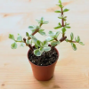  Portulacaria afra 'Variegata' - Tarka elefántcserje