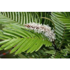  Pracaxi olaj reform élelmiszer