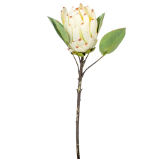  Protea ág krém M52cm 24db/# dekorációs kellék