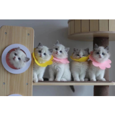 Puha posztoperatív védőgallér háziállatoknak – rózsaszín, L méret nyakörv, póráz, hám macskáknak