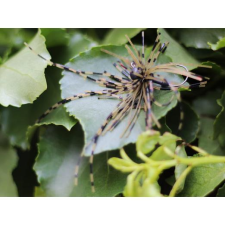  Rapture Fiz Jig C05 7,0g #01 2db, speciális műcsali csali