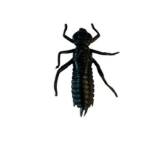  Rapture ULG Cricket 33mm/1g Black 8 db lágygumi csali csali