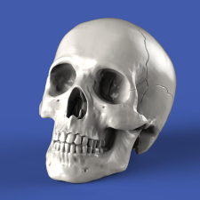  Royal Model Skulls (75mm) (RM857) makett