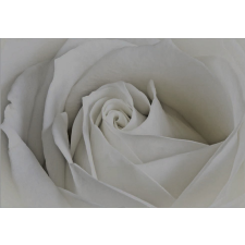  Rózsa vlies poszter, fotótapéta 8-001-V8 /368 x 254 cm/ tapéta, díszléc és más dekoráció