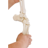  Rugalmas lábfej csontváz sípcsont- és szárkapocscsont-csonkkal