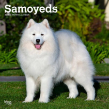 Samoyeds 2024 Square naptár, kalendárium