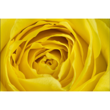  Sárga rózsa tapéta, 350 x 200 cm tapéta, díszléc és más dekoráció